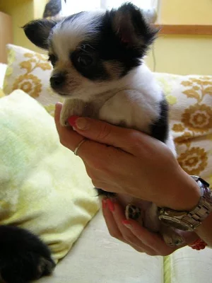 Čivava - fenečka a pejsek bez PP