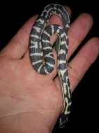 Korálovky Lampropeltis getulus californidae NZ 2015