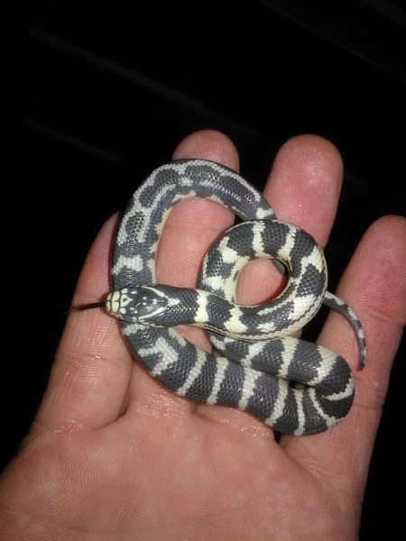 Korálovky Lampropeltis getulus californidae NZ 2015