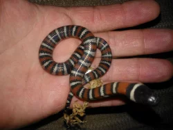 Korálovky lampropeltis ruthveni NZ 2015
