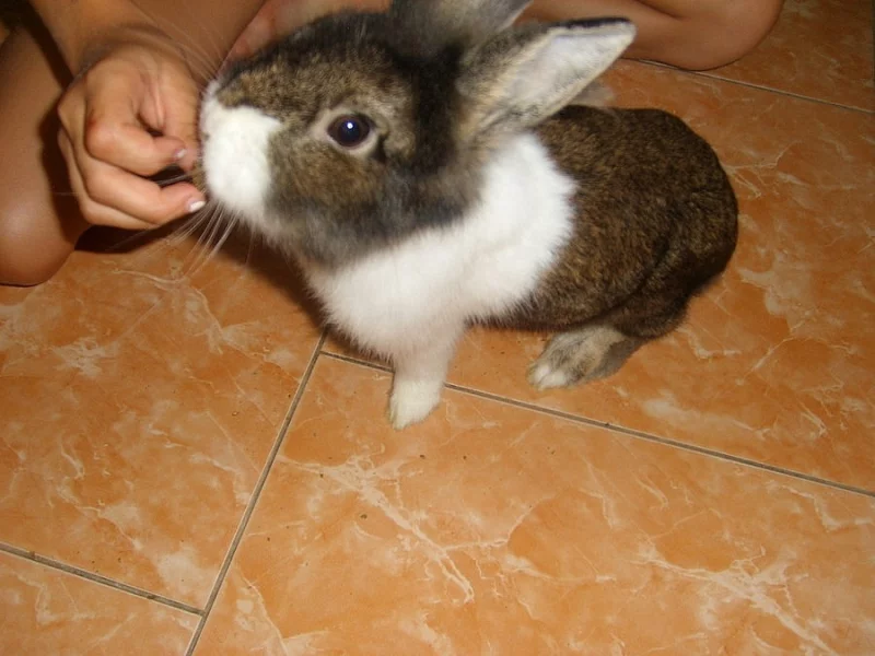 zakrsly králíček lvíček teddy