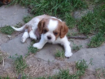 Kavalír King Charles španěl