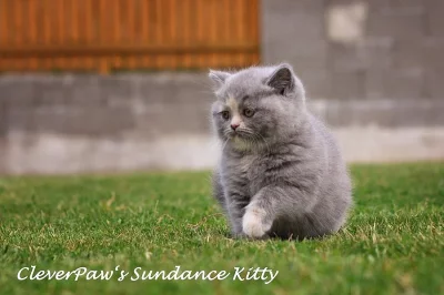 Britská koťata s PP