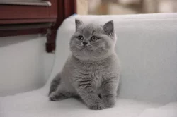 Britská koťata s PP