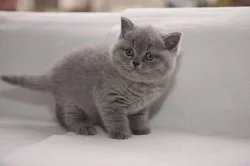 Britská koťata s PP