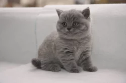 Britská koťata s PP