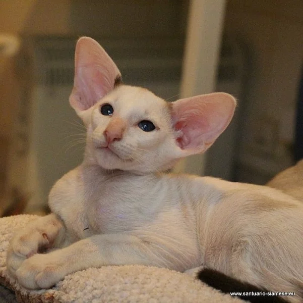 Překrásná siamská,orientální i seychellská koťátka s PP