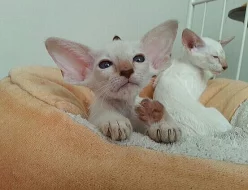 Překrásná siamská,orientální i seychellská koťátka s PP
