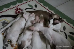 Překrásná siamská,orientální i seychellská koťátka s PP