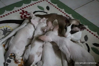 Překrásná siamská,orientální i seychellská koťátka s PP