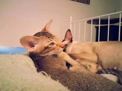 Překrásná siamská,orientální i seychellská koťátka s PP