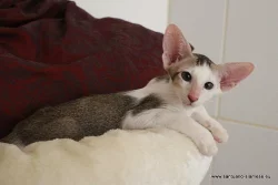 Překrásná siamská,orientální i seychellská koťátka s PP