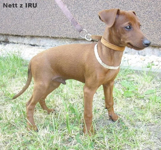 Trpasličí pinč s PP