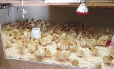 jednodenní BIO kuřata nosnic Dominant k prodeji 28.07.2015