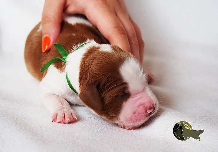 Irský červenobílý setr - štěňata