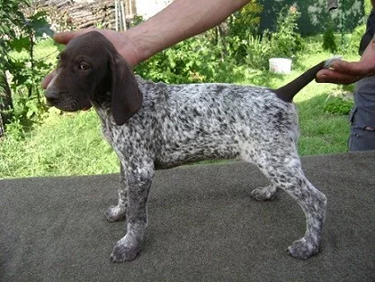 Německý ohař krátkosrstý - štěňata