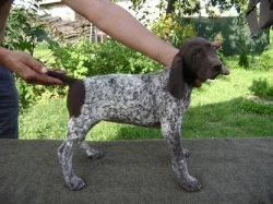 Německý ohař krátkosrstý - štěňata