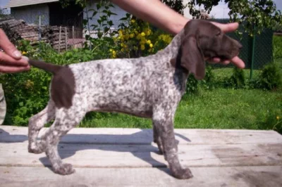 Německý ohař krátkosrstý - štěňata