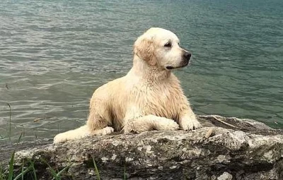 Zlatý retriever štěňátka s PP