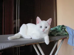 mazlivý kocourek bílý britské modré