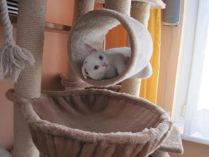 mazlivý kocourek bílý britské modré