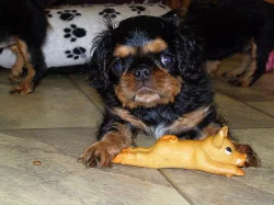 King charles španiel