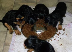 King charles španiel