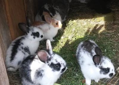 Králíci na dokrmení