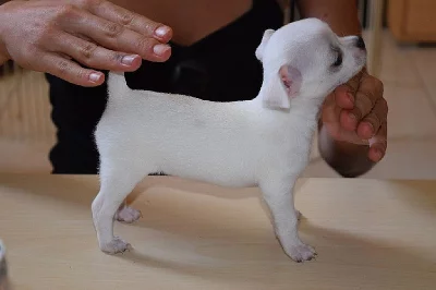 Čivava - miniaturní krátkosrstý pejsek s PP