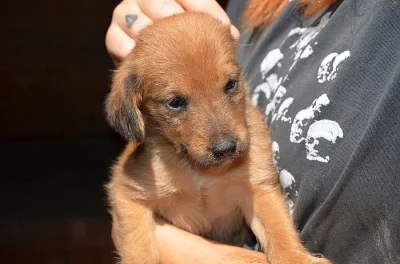 Rosie - šteniatko fenka