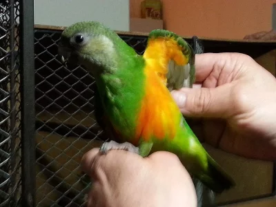 Papousek senegalsky ochočený ručně dokrmeny Brno