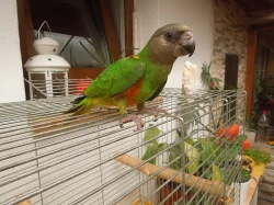 Papousek senegalsky ochočený ručně dokrmeny Brno