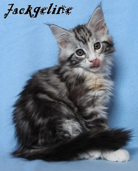 Mainská mývalí koťátka s PP