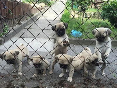 Mops štěňata na prodej