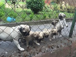 Mops štěňata na prodej