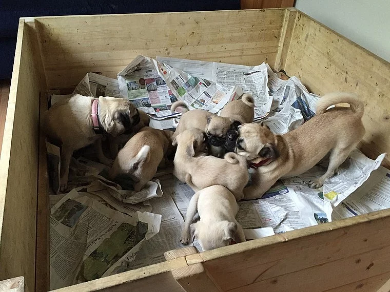 Mops štěňata na prodej