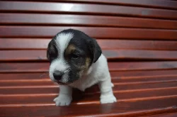 Jack Russell teriér