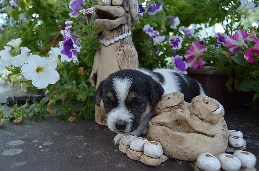 Jack Russell teriér