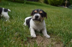 Jack Russell teriér
