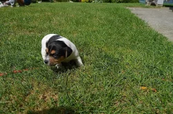 Jack Russell teriér