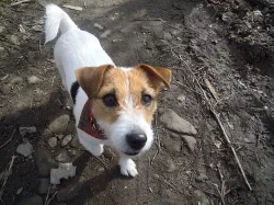 Jack Russell teriér