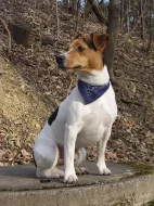 Jack Russell teriér