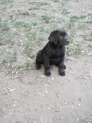 LABRADORSKÝ RETRÍVR - ŠTĚŇÁTKA