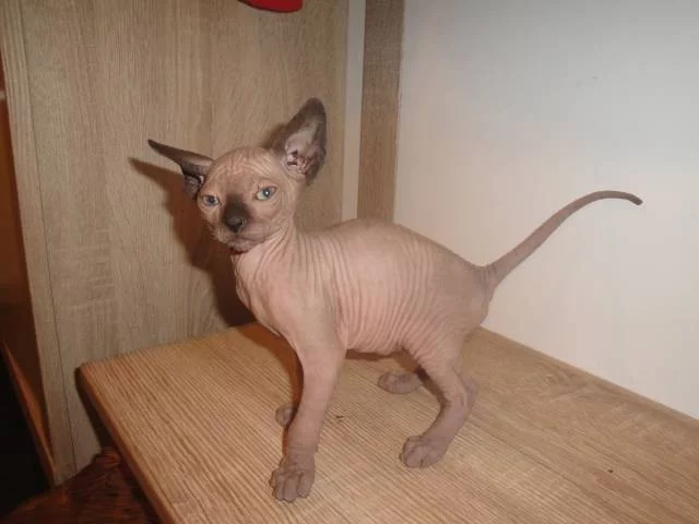 Kanadský Sphynx
