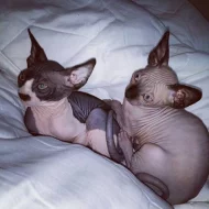 Kanadský Sphynx