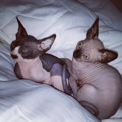 Kanadský Sphynx