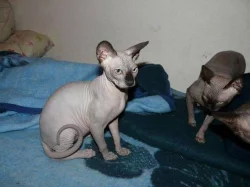 Kanadský Sphynx