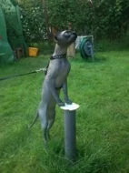 Kanadský Sphynx