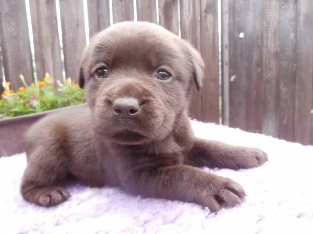 Labradorský retriever s PP- čokoládová barva