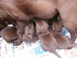 Labradorský retriever s PP- čokoládová barva